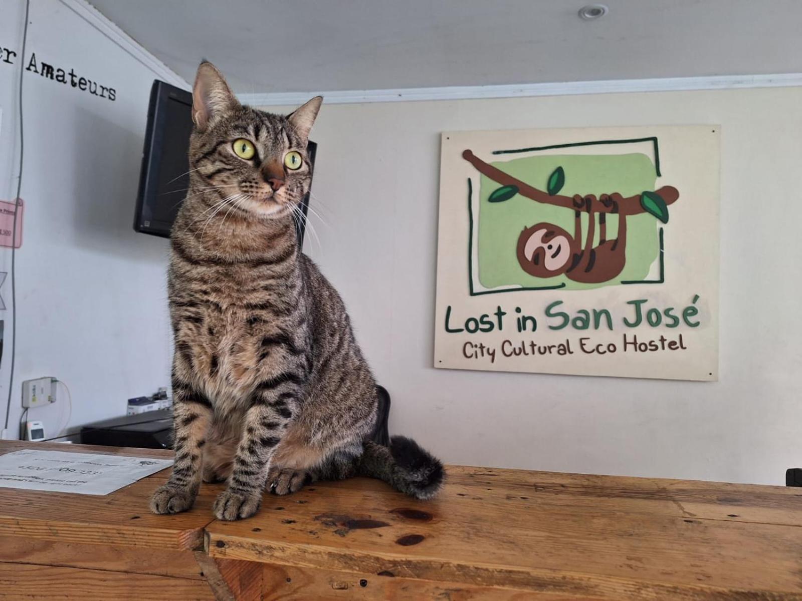 Lost In San Jose Hotel & Hostel ภายนอก รูปภาพ
